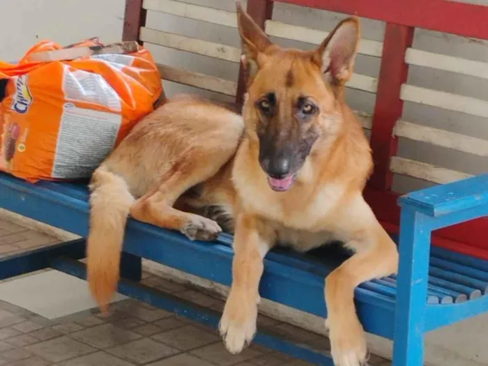 Cachorro raça Pastor Alemão idade 2 anos nome Capone 