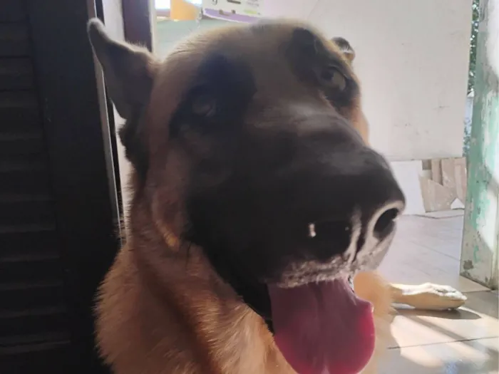 Cachorro raça Pastor Alemão idade 2 anos nome Capone 