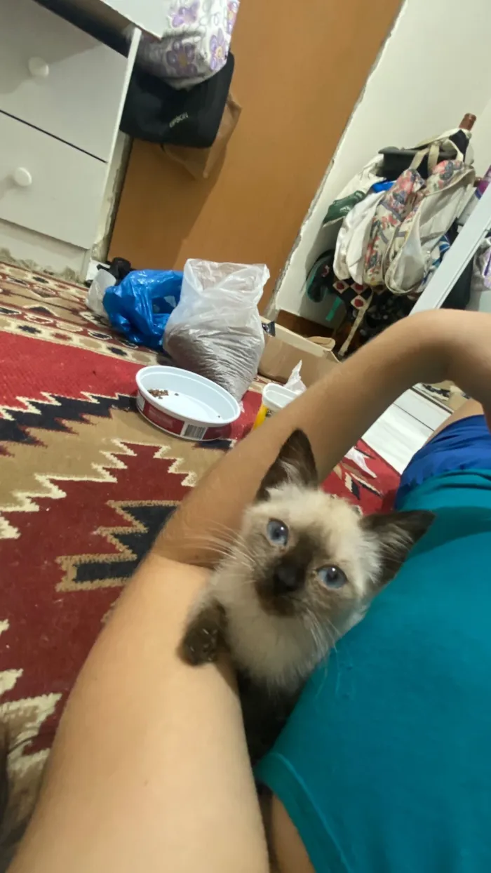 Gato raça SRD-ViraLata idade Abaixo de 2 meses nome Estrelinha 