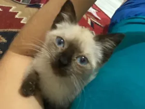 Gato raça SRD-ViraLata idade Abaixo de 2 meses nome Estrelinha 