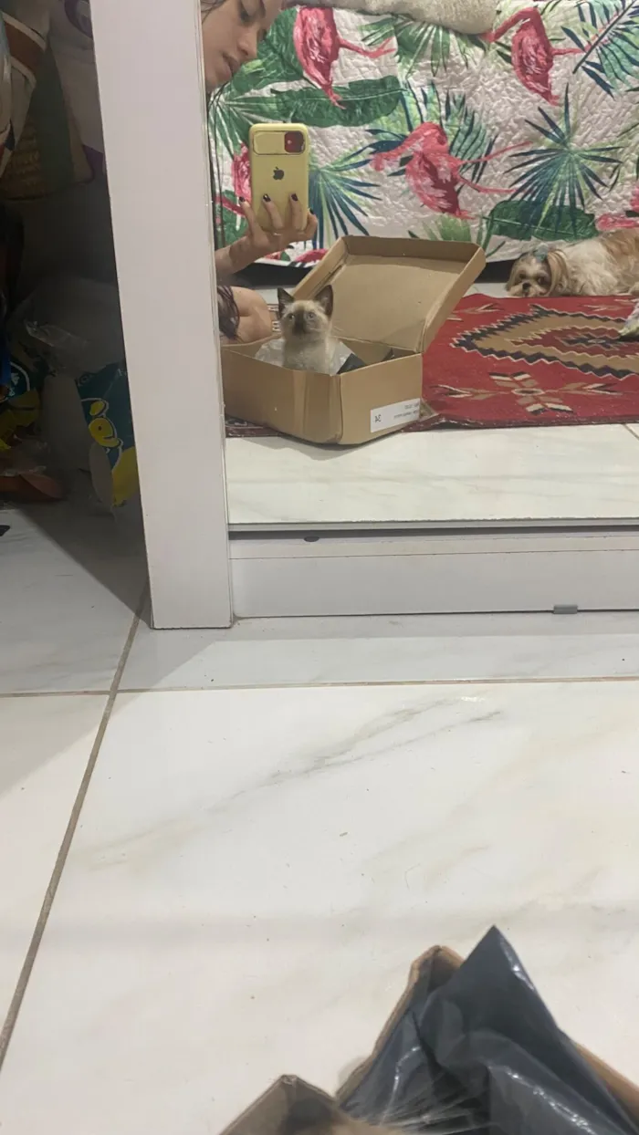 Gato raça SRD-ViraLata idade Abaixo de 2 meses nome Estrelinha 