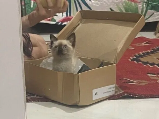 Gato raça SRD-ViraLata idade Abaixo de 2 meses nome Estrelinha 