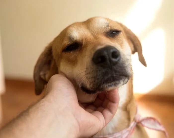 Cachorro raça SRD-ViraLata idade 1 ano nome Bento