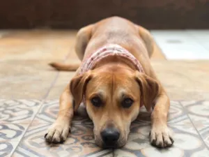 Cachorro raça SRD-ViraLata idade 1 ano nome Bento