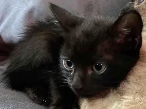 Gato raça SRD-ViraLata idade 2 a 6 meses nome Fred