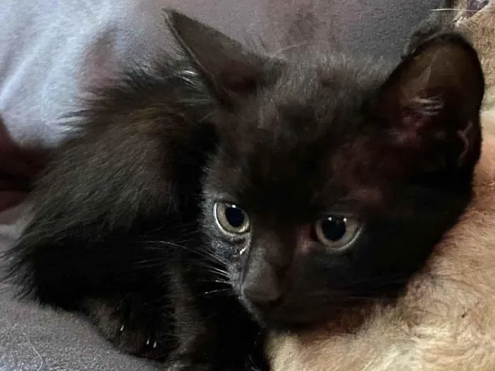 Gato raça SRD-ViraLata idade 2 a 6 meses nome Fred