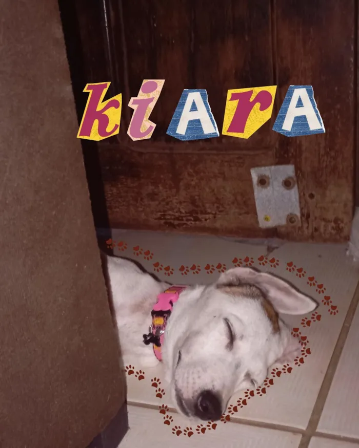 Cachorro raça SRD-ViraLata idade 2 a 6 meses nome Kyara