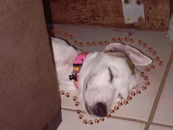 Cachorro raça SRD-ViraLata idade 2 a 6 meses nome Kyara