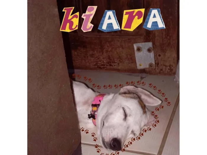 Cachorro raça SRD-ViraLata idade 2 a 6 meses nome Kyara