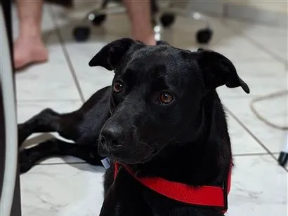 Cachorro raça SRD-ViraLata idade 2 anos nome Bruce