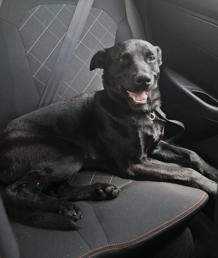 Cachorro raça SRD-ViraLata idade 2 anos nome Bruce