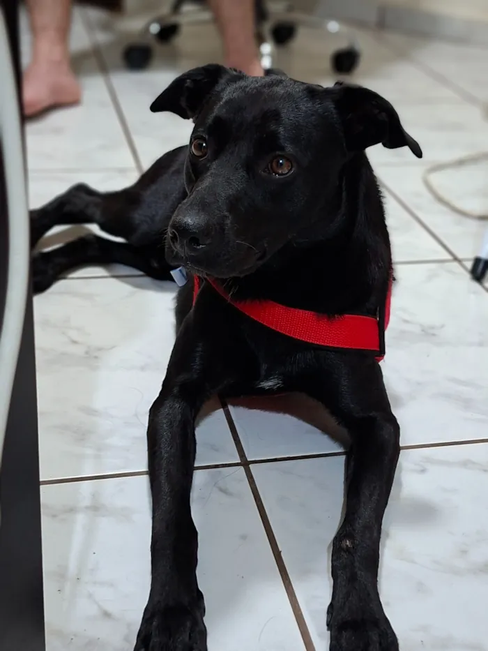 Cachorro raça SRD-ViraLata idade 2 anos nome Bruce