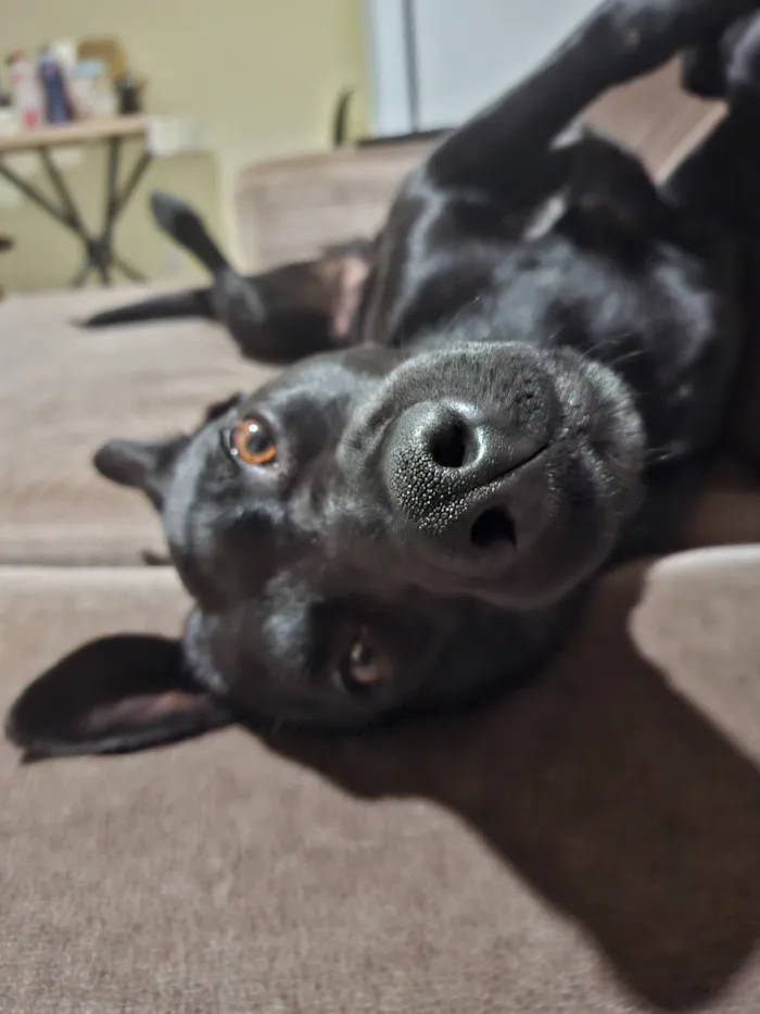 Cachorro raça SRD-ViraLata idade 2 anos nome Bruce