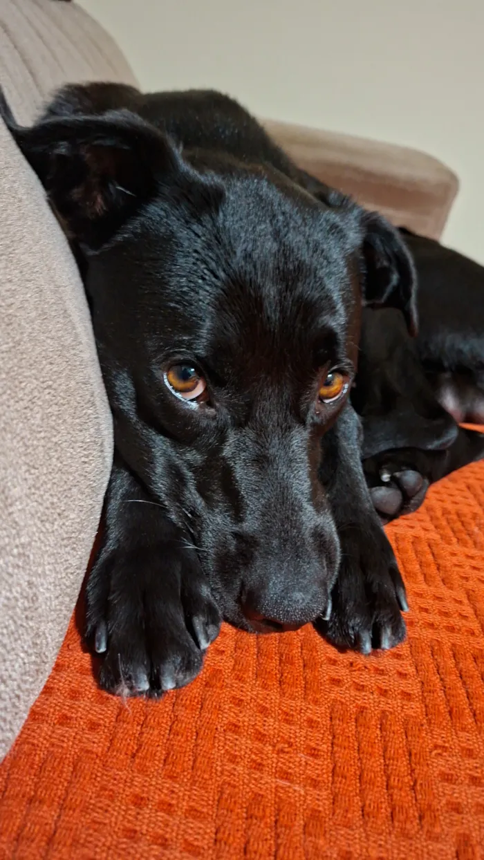 Cachorro raça SRD-ViraLata idade 2 anos nome Bruce