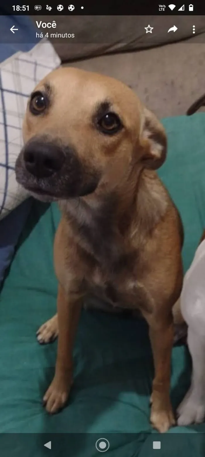 Cachorro raça SRD-ViraLata idade 5 anos nome jurema