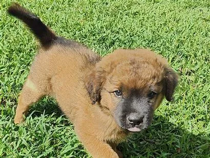 Cachorro raça SRD-ViraLata idade 2 a 6 meses nome NÃO DEFINIDO