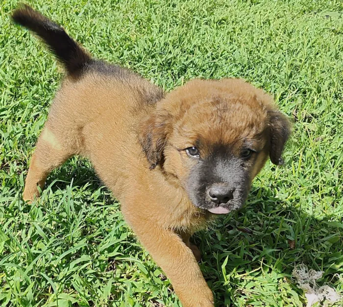 Cachorro raça SRD-ViraLata idade 2 a 6 meses nome NÃO DEFINIDO