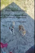Lindos Filhotes abandonados em Praia Seca