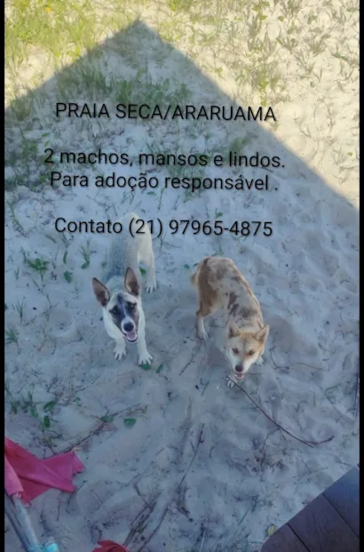 Cachorro raça SRD-ViraLata idade 2 a 6 meses nome Lindos Filhotes abandonados em Praia Seca