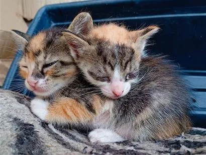 Gato raça SRD-ViraLata idade 2 a 6 meses nome nao tem ainda