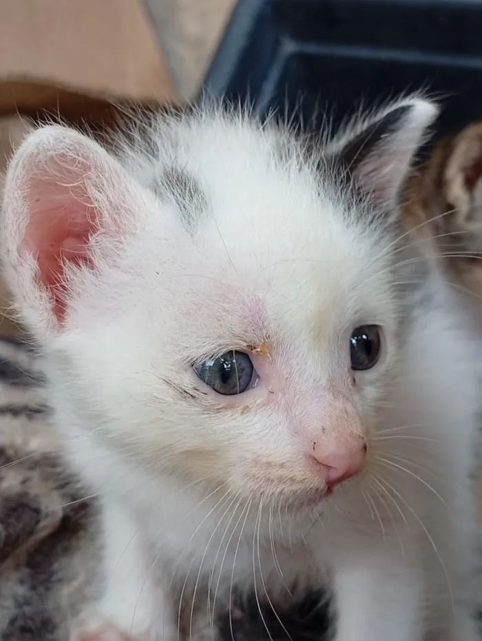 Gato raça SRD-ViraLata idade 2 a 6 meses nome nao tem ainda