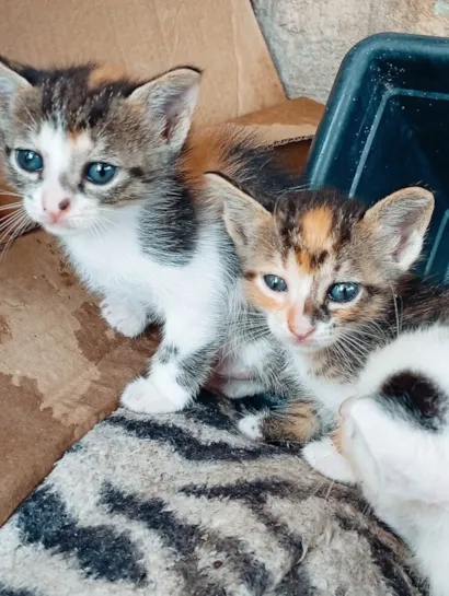 Gato raça SRD-ViraLata idade 2 a 6 meses nome nao tem ainda