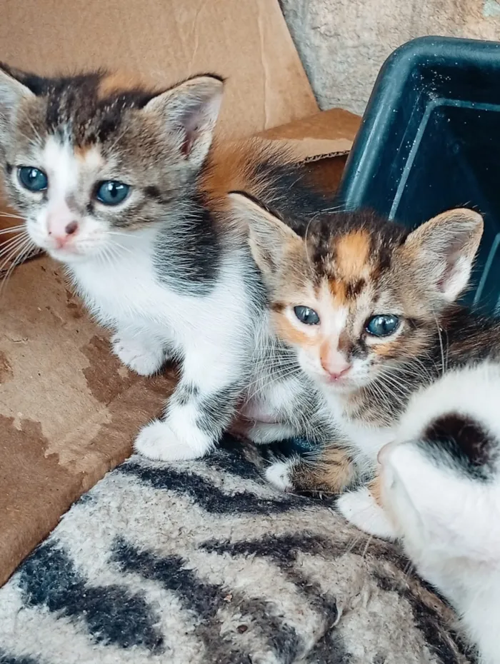 Gato raça SRD-ViraLata idade 2 a 6 meses nome nao tem ainda