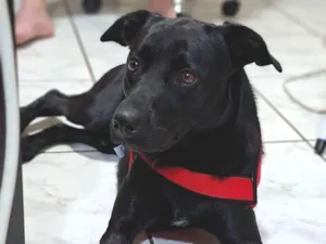 Cachorro raça SRD-ViraLata idade 2 anos nome Bruce