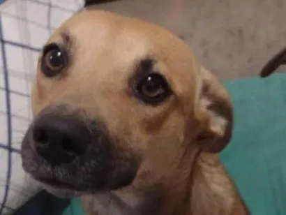 Cachorro raça SRD-ViraLata idade 5 anos nome jurema