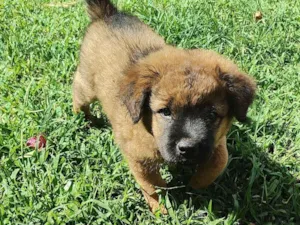 Cachorro raça SRD-ViraLata idade 2 a 6 meses nome NÃO DEFINIDO