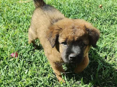 Cachorro raça SRD-ViraLata idade 2 a 6 meses nome NÃO DEFINIDO