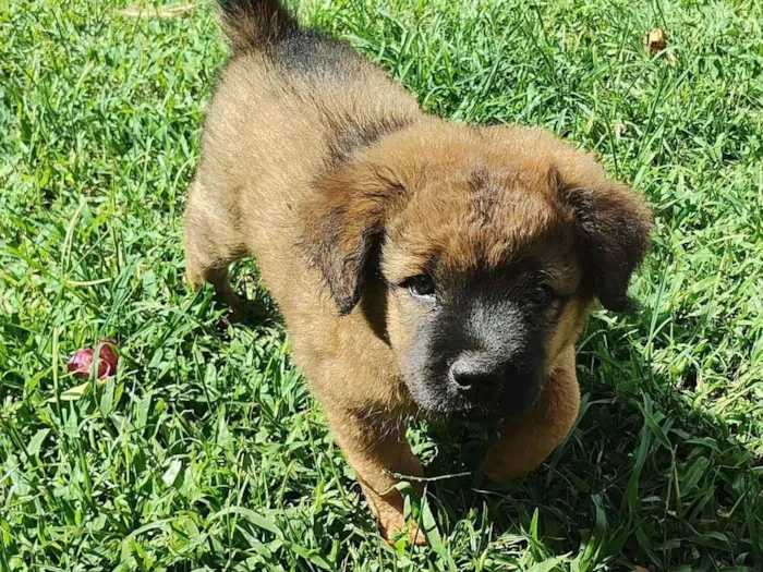 Cachorro raça SRD-ViraLata idade 2 a 6 meses nome NÃO DEFINIDO