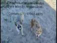 Lindos Filhotes abandonados em Praia Seca