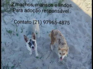 Cachorro raça SRD-ViraLata idade 2 a 6 meses nome Lindos Filhotes abandonados em Praia Seca