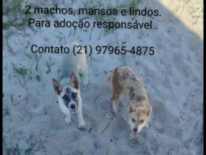 Cachorro raça SRD-ViraLata idade 2 a 6 meses nome Lindos Filhotes abandonados em Praia Seca