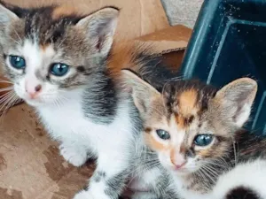 Gato raça SRD-ViraLata idade 2 a 6 meses nome nao tem ainda