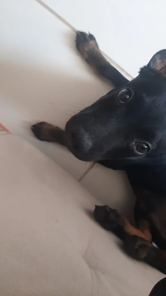 Cachorro raça SRD-ViraLata idade 2 a 6 meses nome Lilo