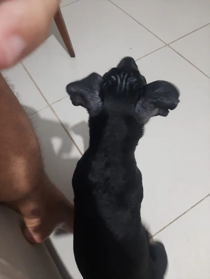 Cachorro raça SRD-ViraLata idade 2 a 6 meses nome Lilo