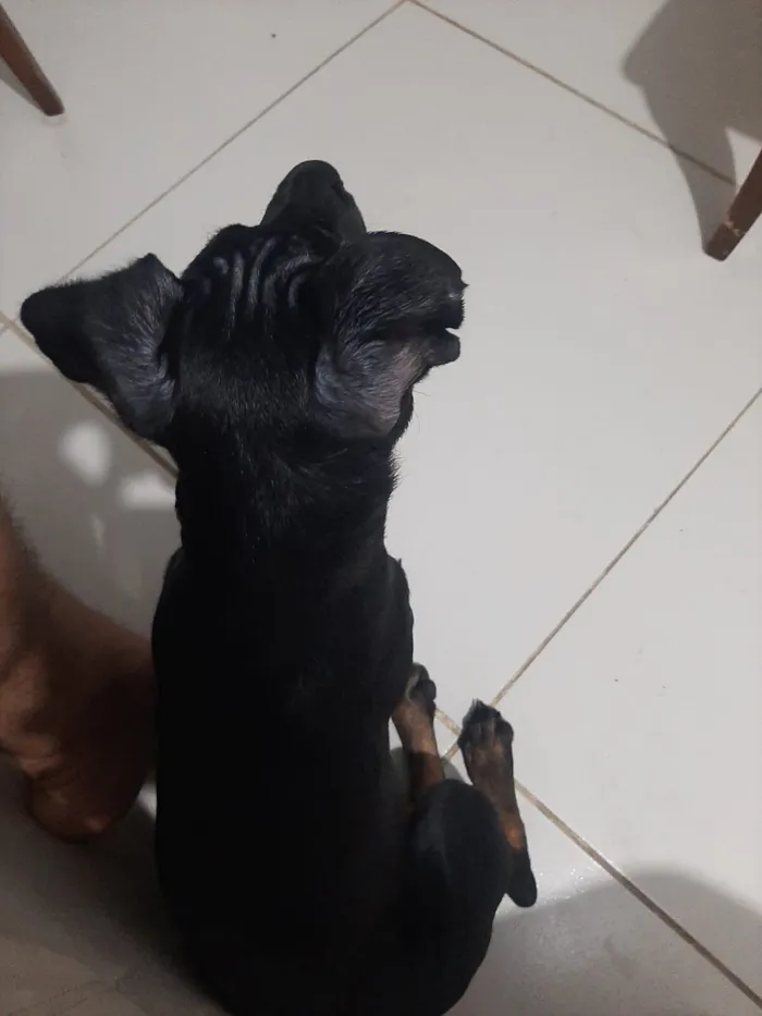 Cachorro raça SRD-ViraLata idade 2 a 6 meses nome Lilo