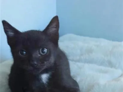 Gato raça SRD-ViraLata idade 2 a 6 meses nome Jhony