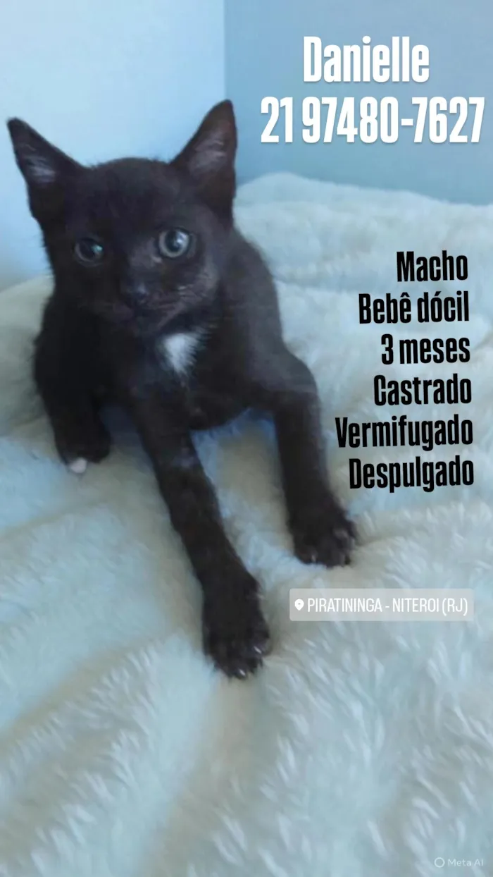 Gato raça SRD-ViraLata idade 2 a 6 meses nome Jhony