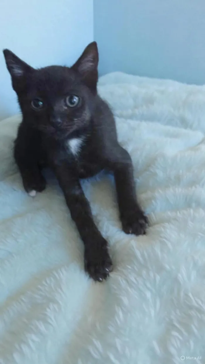 Gato raça SRD-ViraLata idade 2 a 6 meses nome Jhony