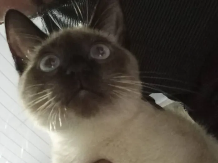 Gato raça Siamês idade 2 a 6 meses nome Sagwa
