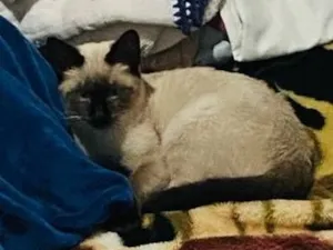 Gato raça Siamês idade 2 a 6 meses nome Sagwa