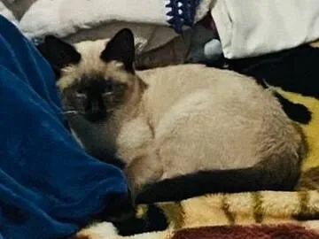 Gato raça Siamês idade 2 a 6 meses nome Sagwa