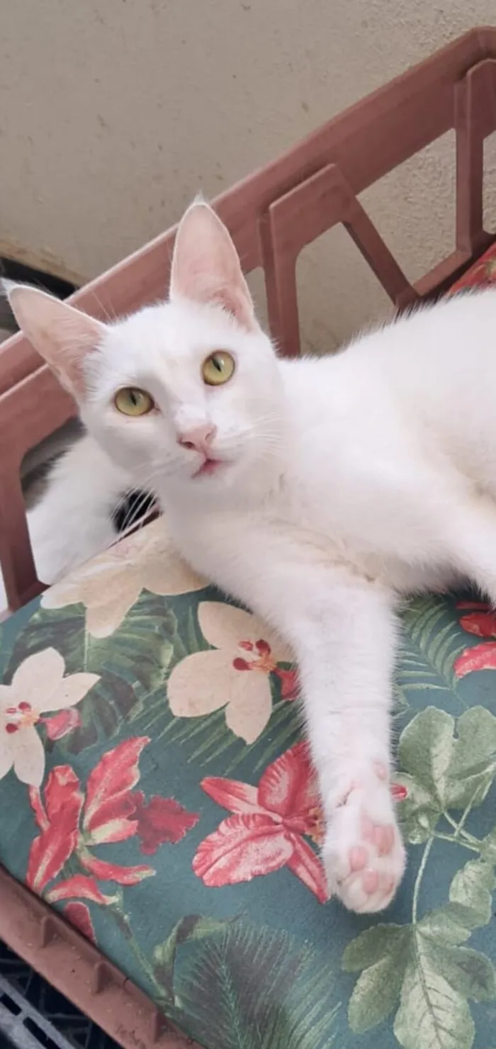 Gato raça SRD-ViraLata idade 7 a 11 meses nome Heitor 