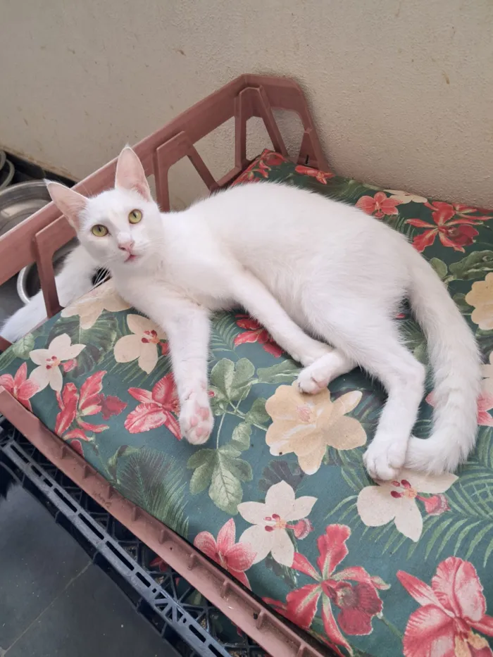 Gato raça SRD-ViraLata idade 7 a 11 meses nome Heitor 