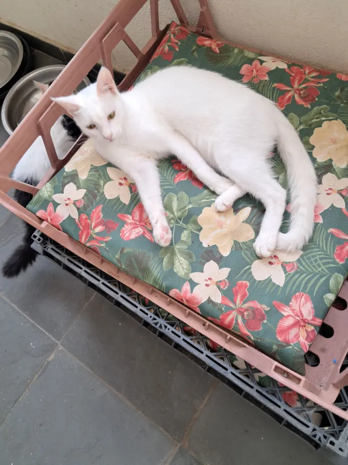 Gato raça SRD-ViraLata idade 7 a 11 meses nome Heitor 