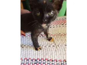 Gato raça SRD-ViraLata idade 2 a 6 meses nome Filomena 