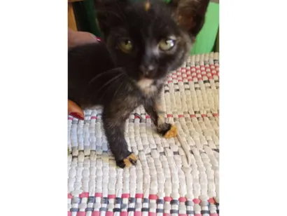 Gato raça SRD-ViraLata idade 2 a 6 meses nome Filomena 